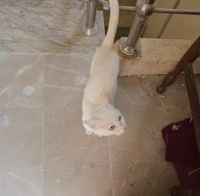 2 kittens 1 cat blue eyes