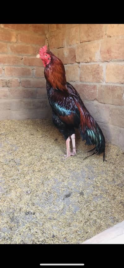 Lakha murga bnd jor kili taj 03137187105 sin num