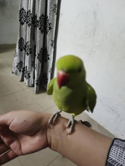 female parrot