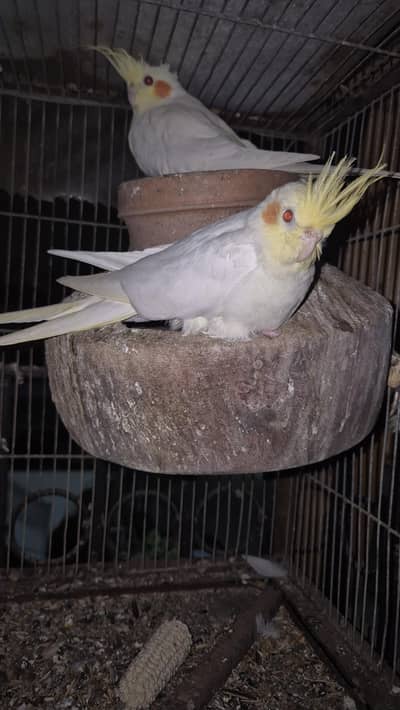 cream cockatiel