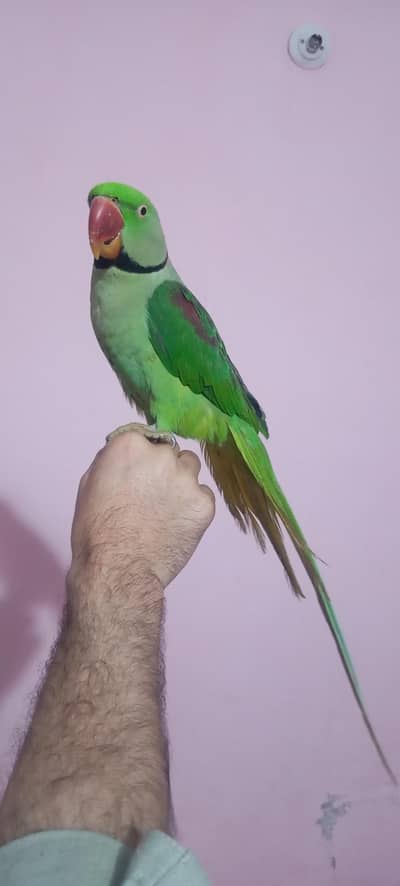 Kashmiri male pareat for sale