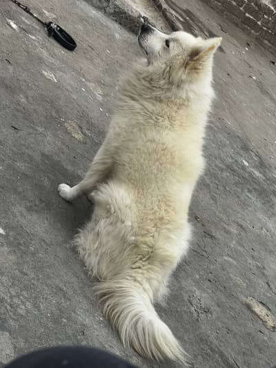 Russian dog  male active and healthy jis bahi na Lana ho wo rabta kary