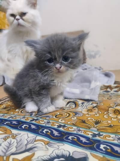 Persian cat | Persian kittens | Persian male cat