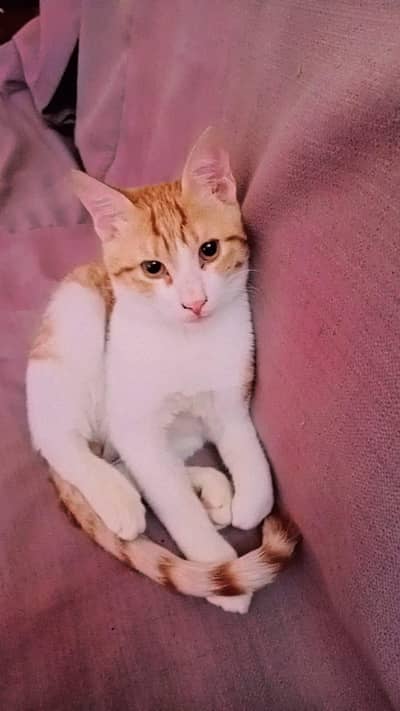 MALE AND FEMALE KITTEN