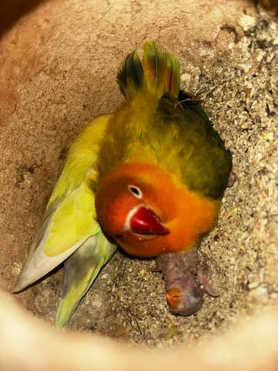 Breeder pair available confirm DNA