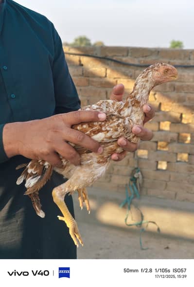 Indian Parrot Beak Aseel | SHAMU|