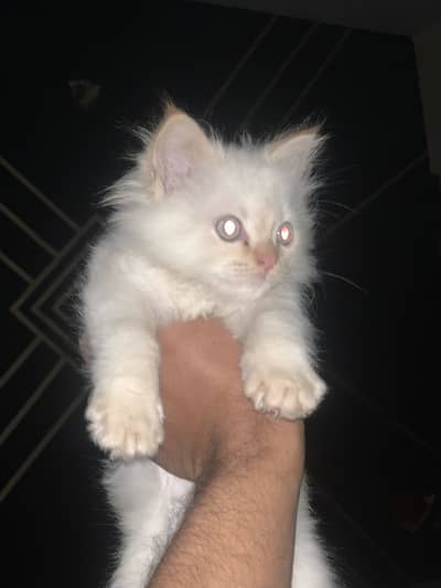 White long hair male