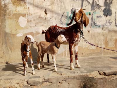 Makkhi chini bkri for sale