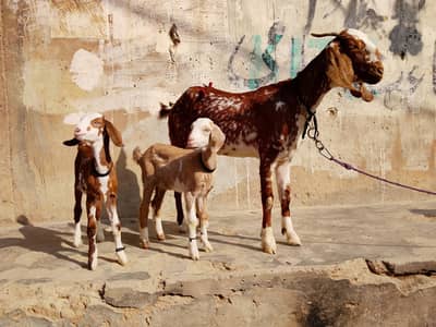 1 Makkhi chini bkri or 2 path for sale