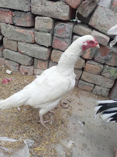 Heera Aseel Female Egg Laying Mianwali size