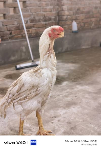 Indian Parrot Beak Aseel |SHAMU|