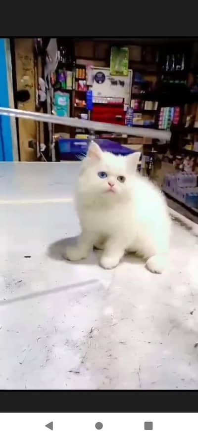 persian little cat good health