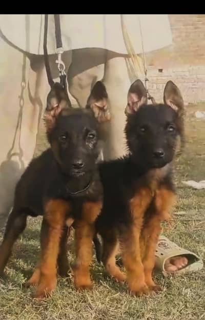 German Shepherd Dabal coat male female for sale