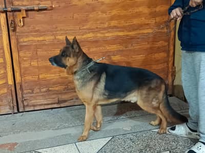 German Shepherd Dog – Male – 2 Years Old