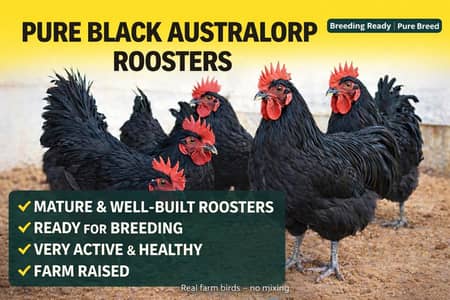 Australorp Male Roosters