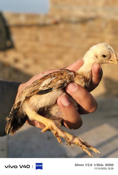 Indian Parrot Beak Aseel