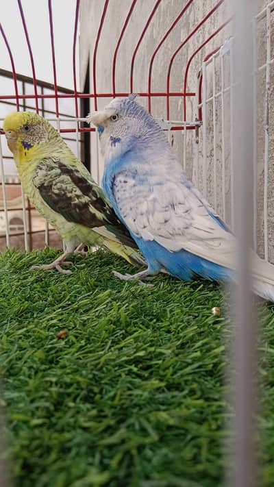 budgies breeder pairs contact no: 03285533122