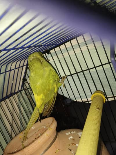 female parrot split yello