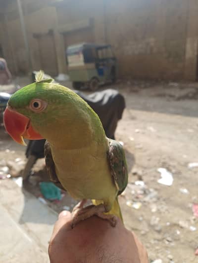 RAW KASHMIRI PARROT HANDTEM+TALIKNG WORD MITHU SEETIYA LEARNING AGE Ha