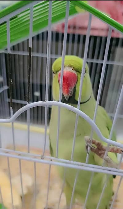 parrot in fro sale My WhatsApp number 0320-82*95-997