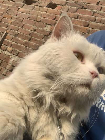 Persian odd eyes double coat male