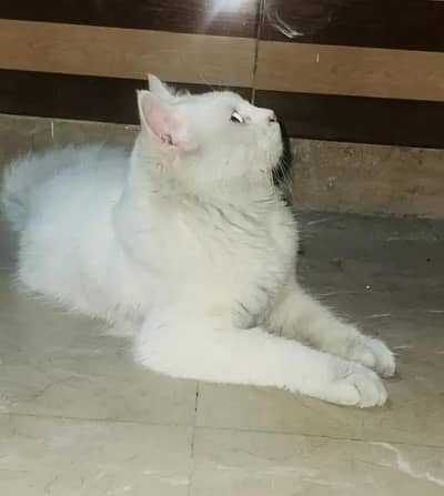 male adult Persian cat