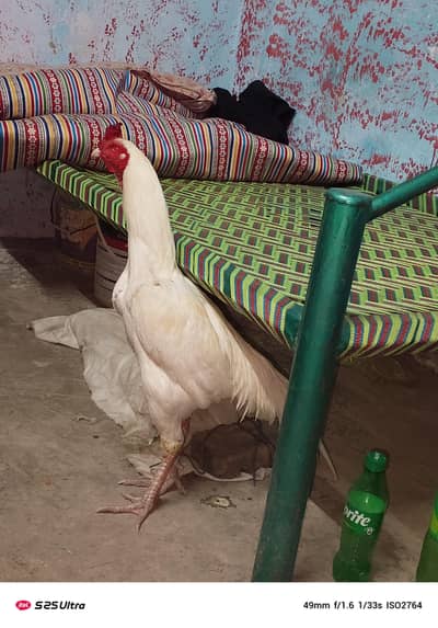 Aseel Mianwali full. white color