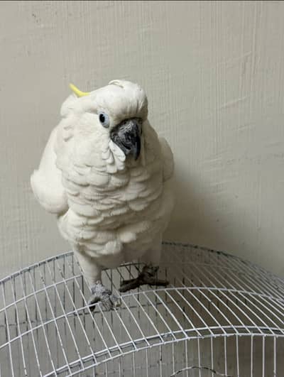 3-Year-Old Fully hand Tamed Male Cockatoo – Excellent Condition