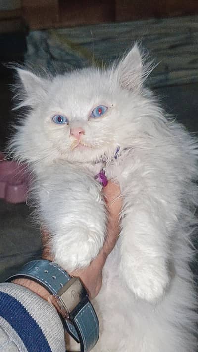 Cat white triple coat