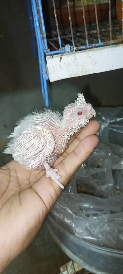 rcocktail chick