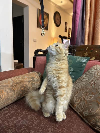 Pure Ginger persian ,male cat.