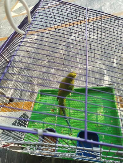 kata parrot for sale location abtabad Shimla pahari