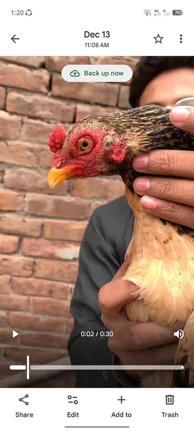 Aseel shooq 03076748257 with tpni