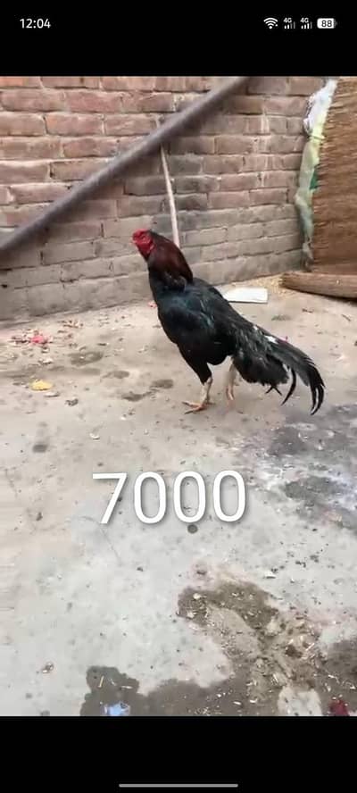 Aseel shooq 03076748257 with tpni