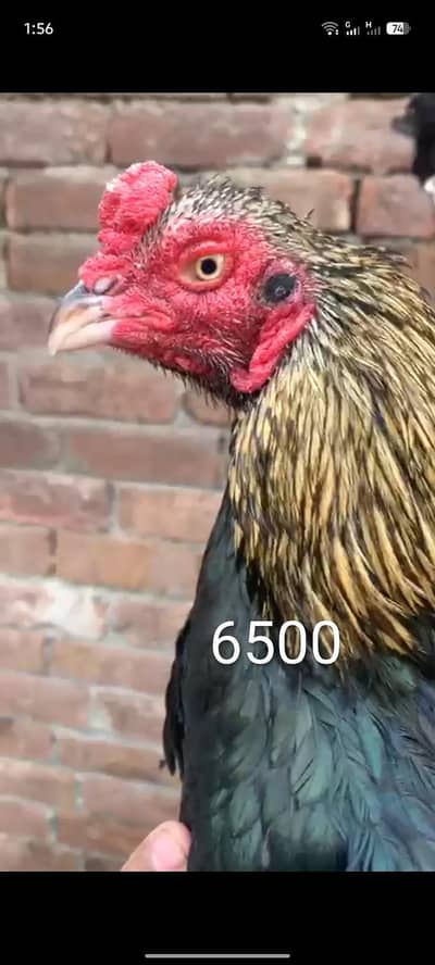 Aseel shooq 03076748257 with tpni