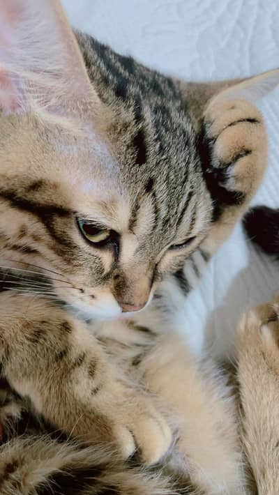 it's american percian cat and food uses. . only cat food no house food