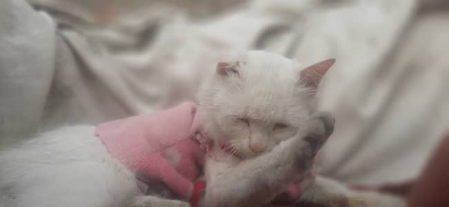 Persian cat for sale