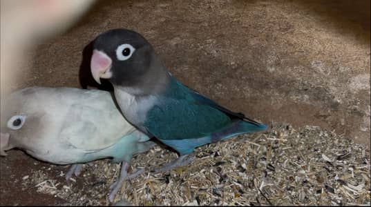 Love Birds Mix Setup & Cage