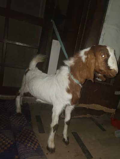 bakra for sale urgent
