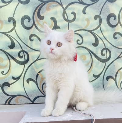Snow white percian tripple coated cat