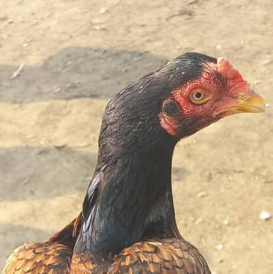 amrohi pakki lakhe colour