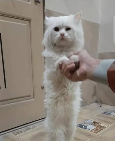 serious buyer contact kry 0 3 1 6 7 9 6 9 6 8 4