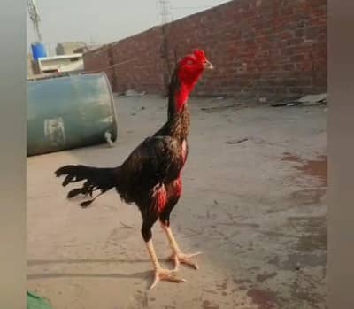 pure aseel burmi male