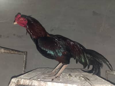 03067208512 argant sale