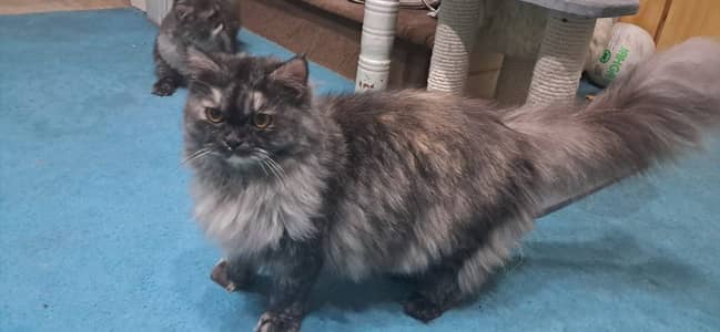 2 Persian cats