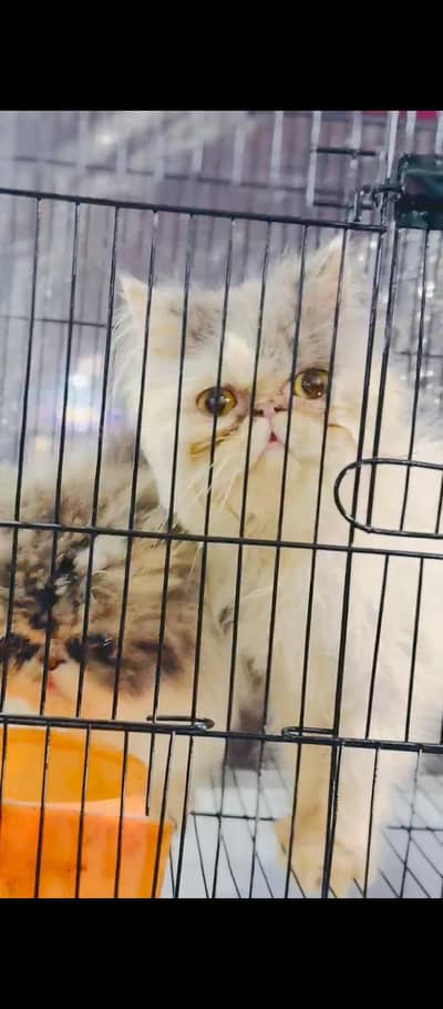 high quality peki /piki Kittens |Punch face| tripple coat kitten/cat