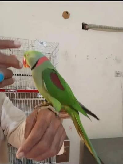 raw parrot talking urgent for my WhatsApp number 0310/64/41/528/