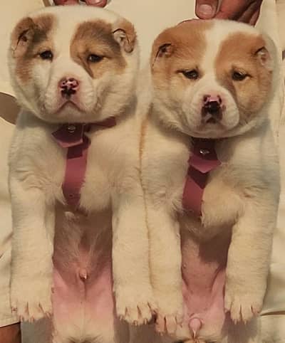 alabai pair dogs for sale