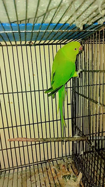 urgent sale ringneck