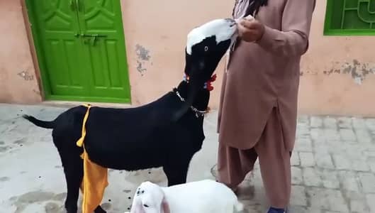 2 Bacchon Ka Sath Desi Bakri For Sale/ +03258956386